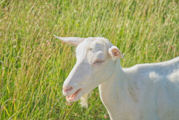portrait of a white goat in the sun light on a meadow