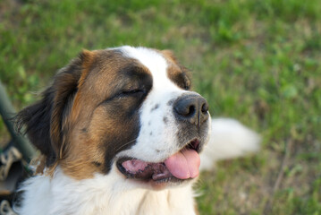 Saint Bernard dog portrait with closed eyes, looks calm