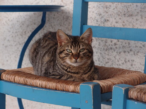 Santorini, Greece - December 26, 2013: A tabby cat on the blue chair at Santorini Airport.