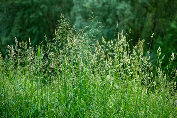 The Beautiful bluegrass meadow grass close up