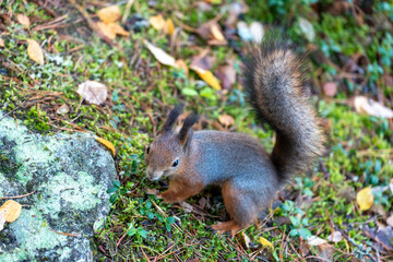 Squirrel searching for food on seurasaari island, finland