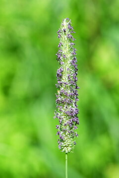 grass phleum pratense-perennial grass native to most of Europe