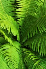 Beautiful green fern in the summer garden 