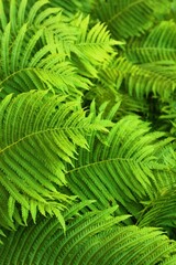 Fototapeta na wymiar Beautiful green fern in the summer garden 