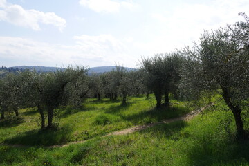 Campagne Arbre champs olivier Italie