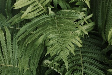 Beautiful green fern in the summer garden 