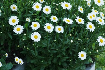 Beautiful view white daisies in the field