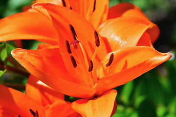 inside of flower Lilium bulbiferum -  orange lily,