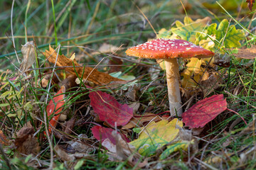 Amanita muscaria, commonly known as the fly agaric or fly amanita