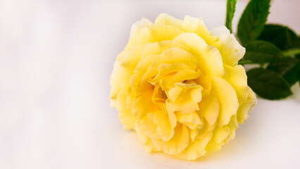 One pale yellow rose on a white background. Copy space.