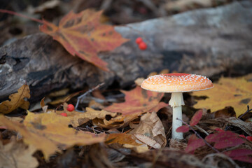 Amanita muscaria, commonly known as the fly agaric or fly amanita