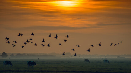 Cows and birds at sunset