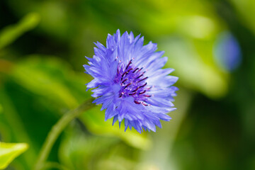 close up of a cornflower