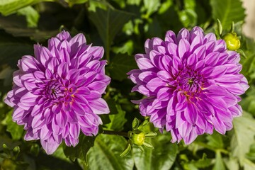 Obraz premium Gorgeous close up view of pink dahlia flower isolated on green background. Beautiful nature backgrounds.