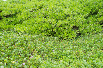 クラトベラとハマヒルガオの緑の背景