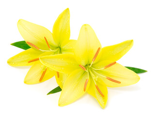 Two yellow lily.