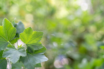 Fototapeta na wymiar 葉っぱとグリーンの玉ボケの背景画像
