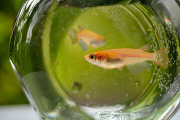 赤いメダカ/ガラスの器に入ったヒメダカ