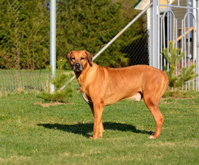 Rhodesian ridgeback (rhodesian ridgeback) - the only South African dog breed belongs to related breeds of beagle dogs