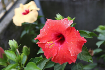 Red hibiscus flower with water spray