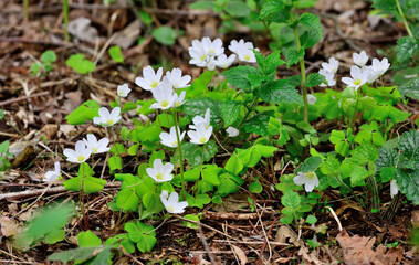 Anemones (or anemones) are the first heralds of spring in the forest.