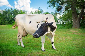Cow on a green summer meadow. Cattle grazed on a farm field.