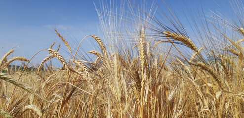 Fototapeta premium wheat field in the wind
