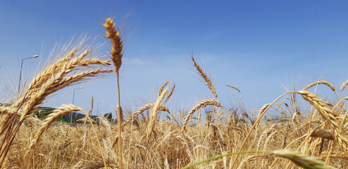 field of wheat