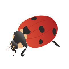 Red Ladybug top-side view. Ladybird on a walk, cartoon. Vector illustration in flat style. Cute red with black spots insect insect for or print and web Nature Wildlife.