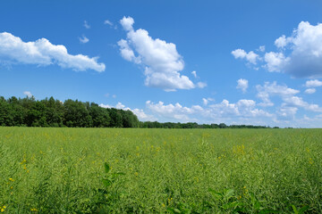 Obraz premium Green field and blue sky with clouds. Countryside.