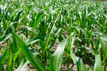 Corn field and stalks of corn on a sunny day. Agriculture.