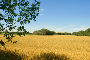 Wheat field and trees sunny summer day. Agriculture. Harvesting, countryside. © Andrii