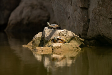 small turtles stay on rocks