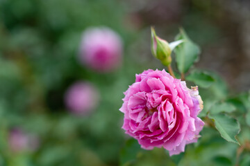 Colorful Roses blooming in the garden. Close-up shot, blurred background.
