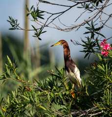 a chinese pond heron on trees