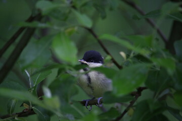 Great tit chick on a branch.