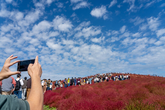 Tourists taking pictures on the Miharashi Hill in the Hitachi Seaside Park during the Red Kochia Carnival. Ibaraki Prefecture, Japan.