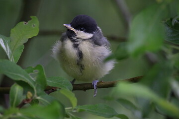 Great tit chick on a branch.