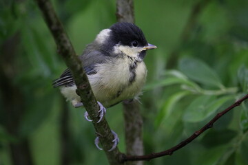Great tit chick on a branch.