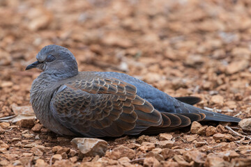 European turtle dove Streptopelia turtur sleeping
