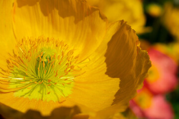 アイスランドポピー