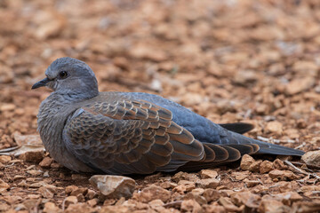 European turtle dove Streptopelia turtur resting
