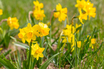 Cyclamen-flowered daffodil Narcissus cyclamineus gold yellow flowers
