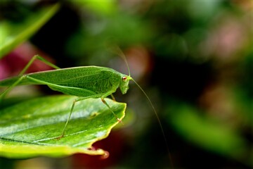 Algún insecto de cerca.
