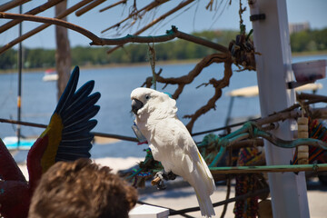 Beautiful parrots located near the pier in San Destin