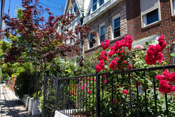 Beautiful Red Rose Bush during Spring in a Home Garden along the Sidewalk in Astoria Queens New York