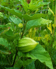 Close up of Cape gooseberry (Physalis)
