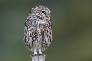 Little Owl