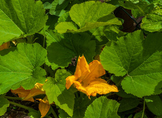 Close up of pumpkin flower in rain
