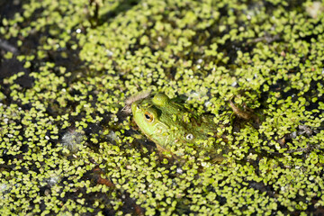 bright green frog is hidding in the lily pads on a sunny day